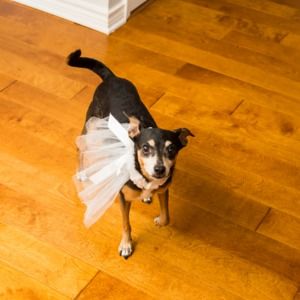 Meet your Posher, Abby